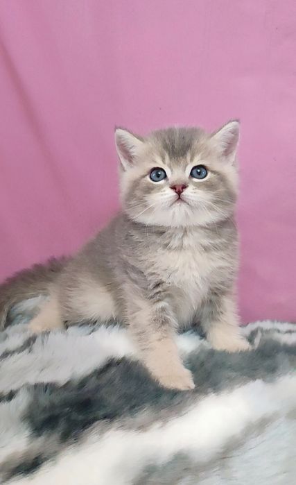 Продаются чистокровные котята