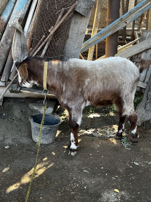 Така эчки 1 ёшга