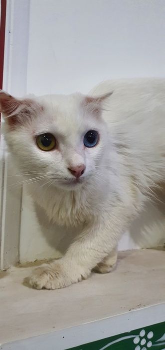 Barcha millatdagi qizlarning porno suratlarini tomosha qiling