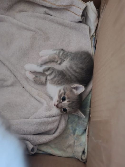 Отдам котят в хорошие руки