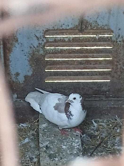 Schimb cu infoieti sau creti