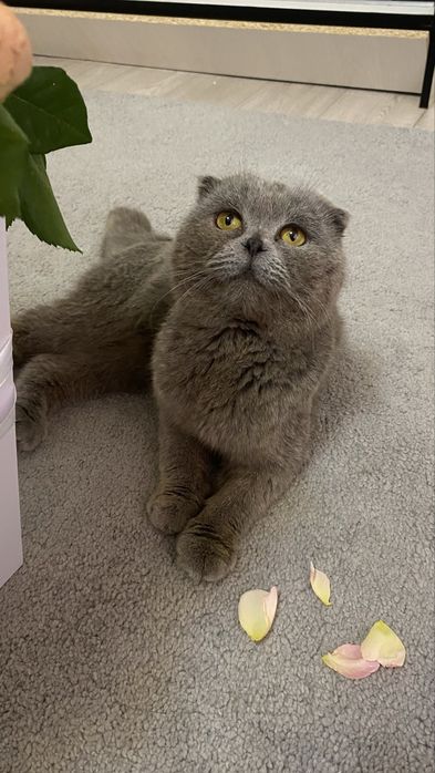 Шотландский вислоухий кот продается