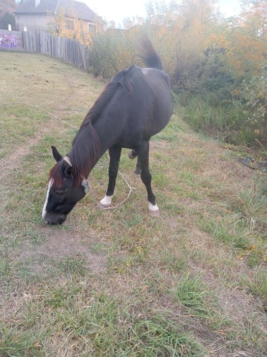 Vând cal de căruță urgent