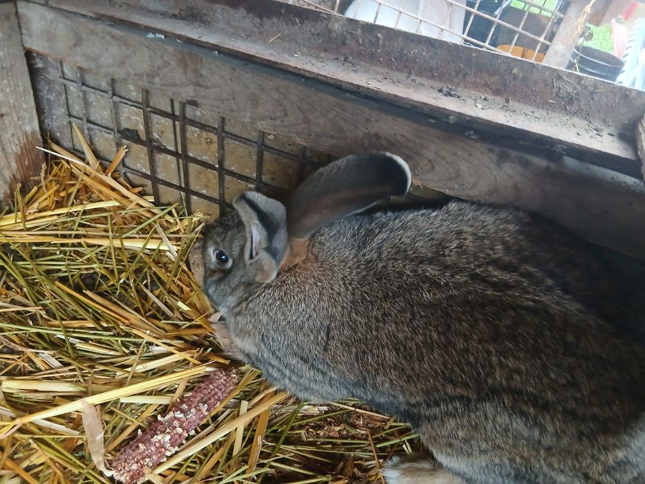 O pereche Urias german rasa pura și un mascul pe alb curcit