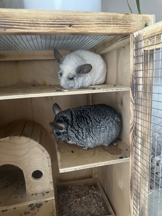 Продам двух шиншилл