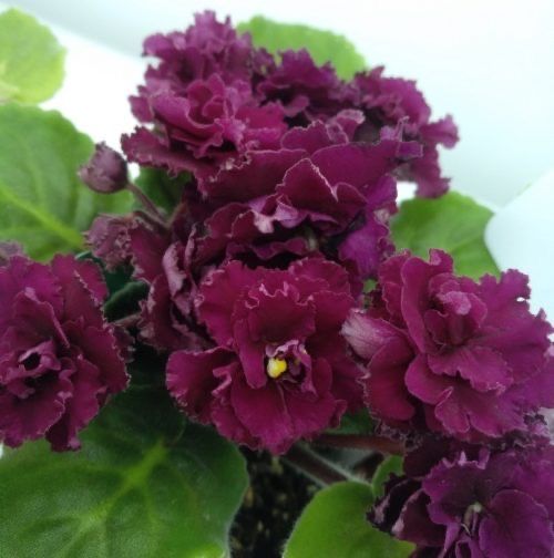 Фиалки продам детки и взрослую