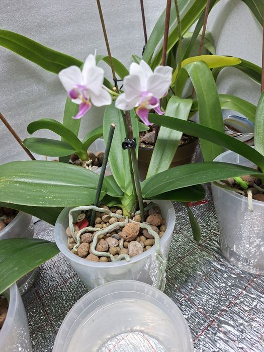 П р о д а м   орхидеи !!!
