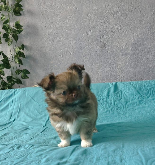 Чихуахуа момченца