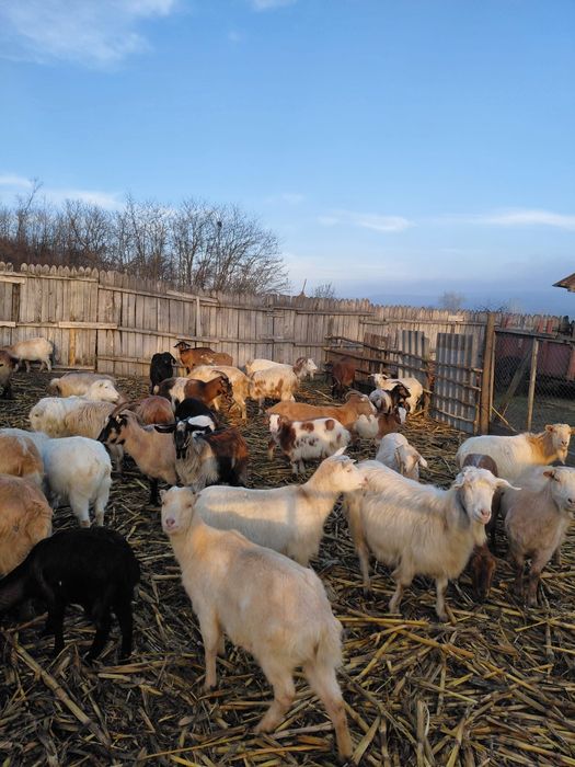 Vând capre de rasă bună