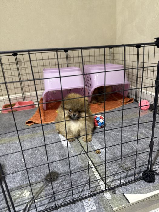 Померанский шпиц