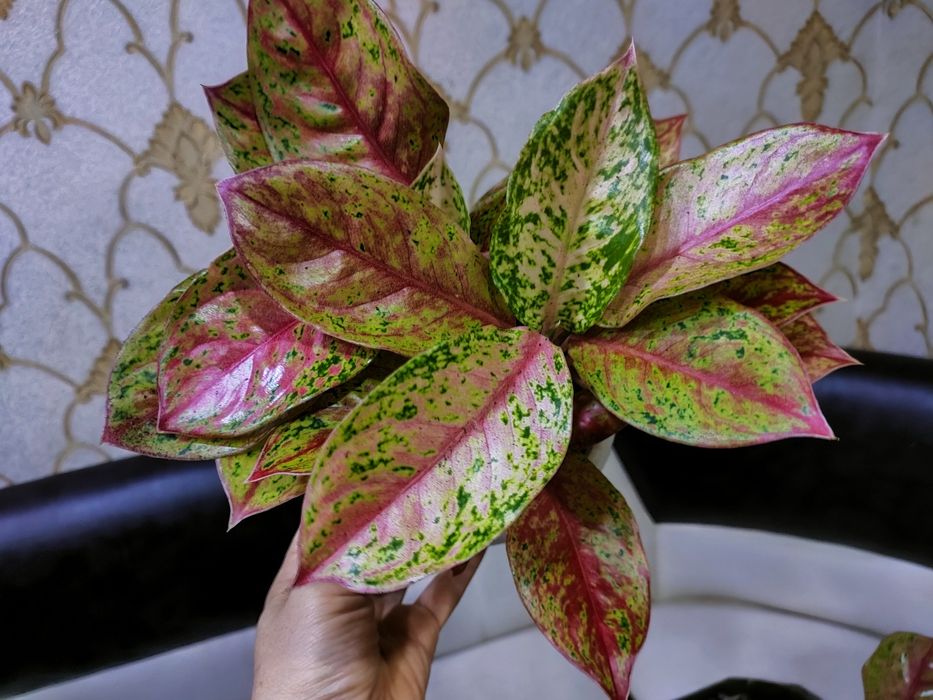 комнатные растения. доставка