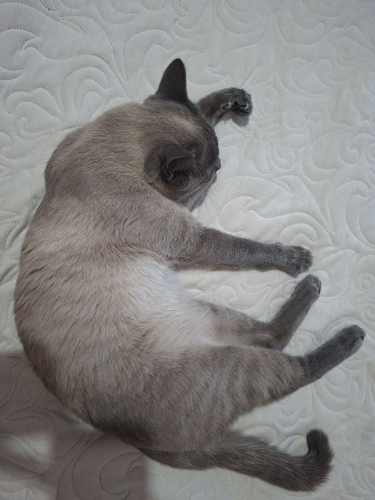 Кот ищет кошку для вязки