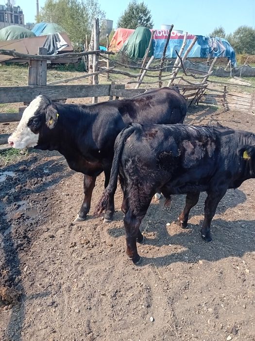 Vând o vaca și 3 vitei.
