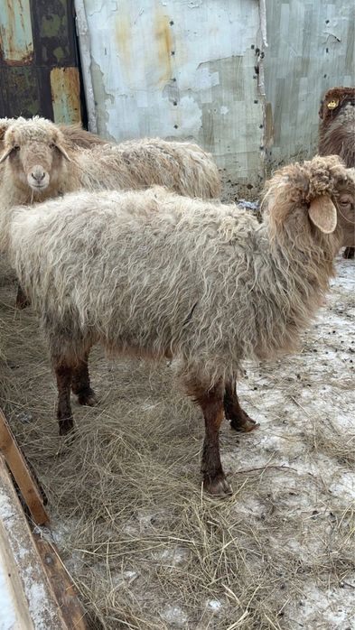 Продам овец цена 85 тысяч