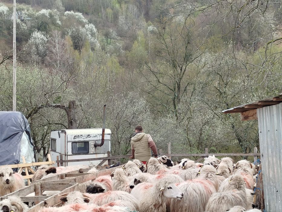 Vând 45 de oi     turcane