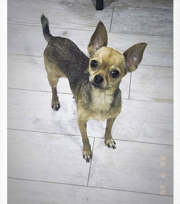 Мини той терьер ищет невесту