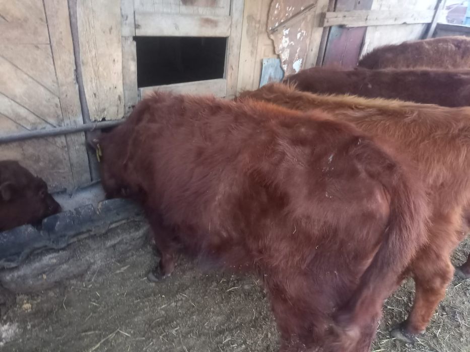 Баспақтар сатылады.