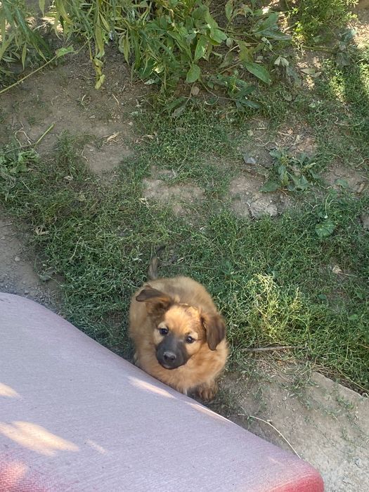 Отдам в добрые руки