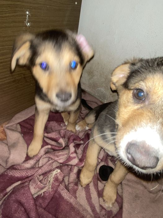 ПОДАРЯВАМ!!две женски кученца