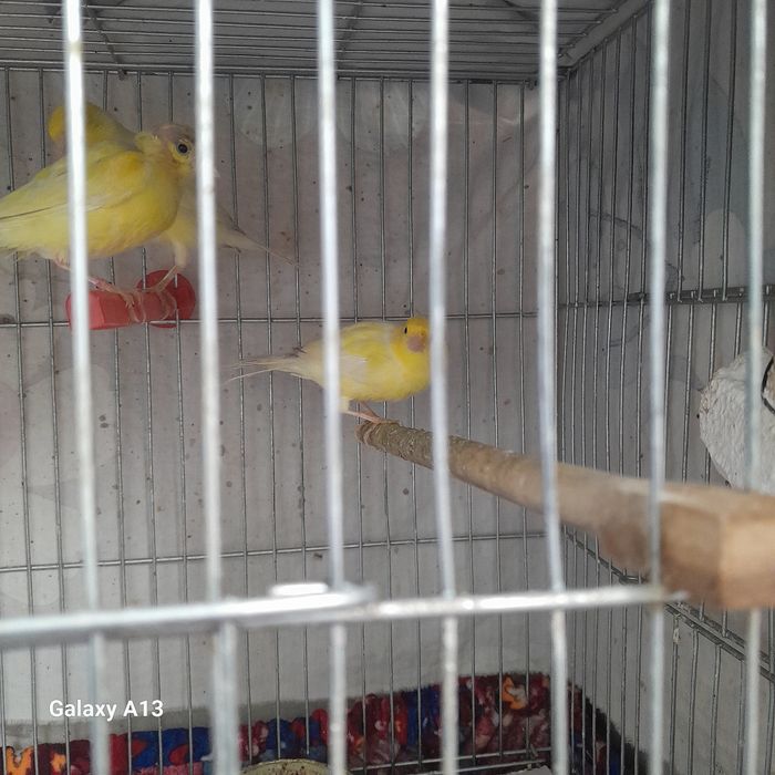 Uyda boqilgan kanareykalar