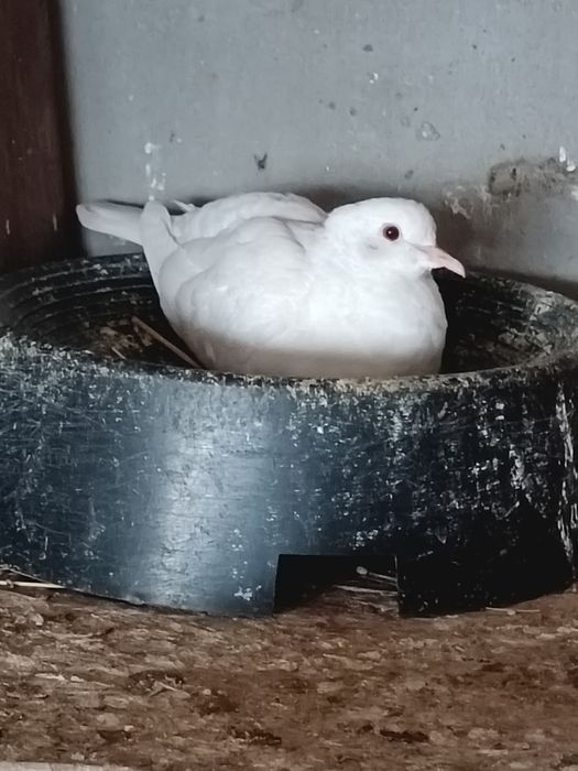 Pui voiajori albi și turturelele râzătoare