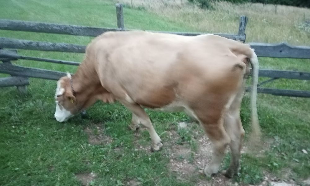 Vacă bălțată și vițel Angus