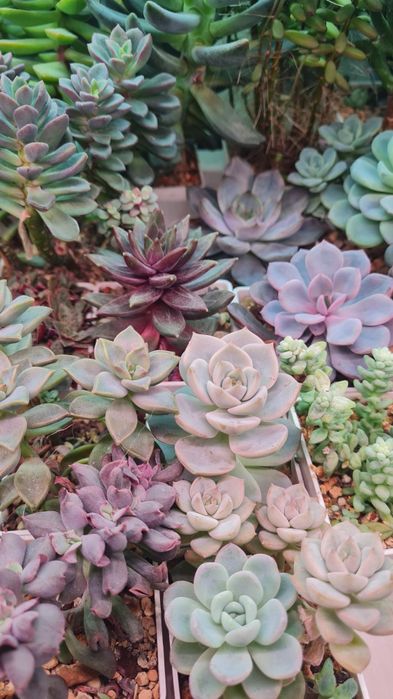Суккуленты продажа
