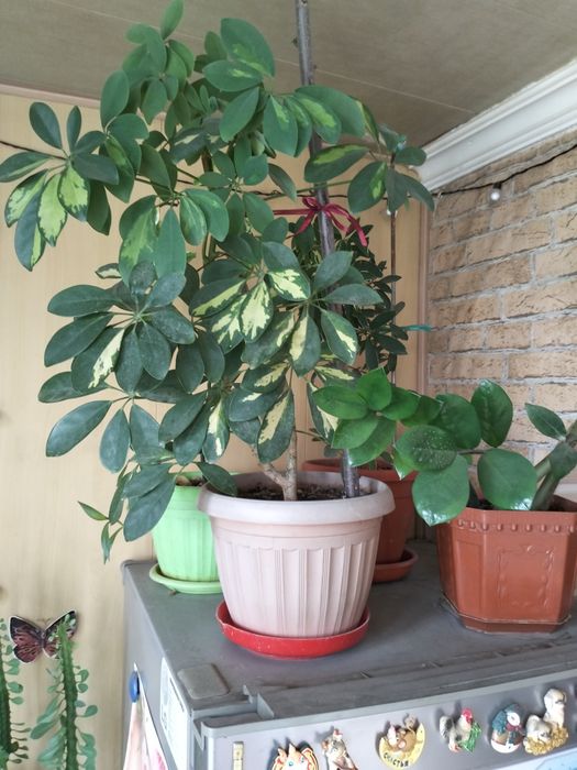 Большие цветы для офисов и квартир