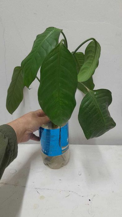 Комнатные цветы, распродажа