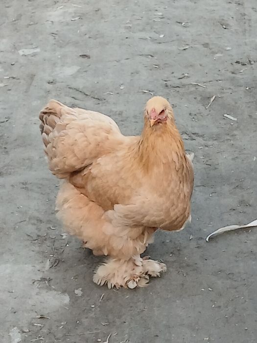 Burama tovuqlar samarqanda