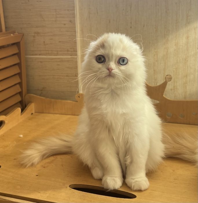 Шотландские девочки с разными глазами!