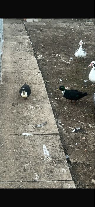 Vand rate pitice olandeze