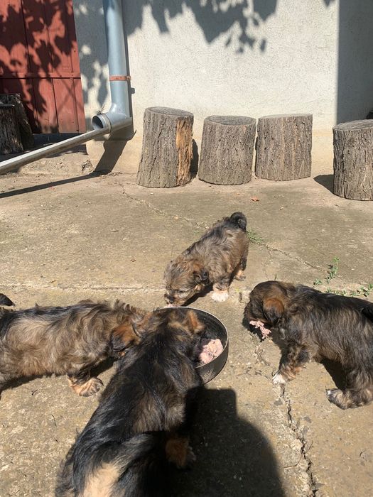 Donez cățeluși iubitorilor de animale