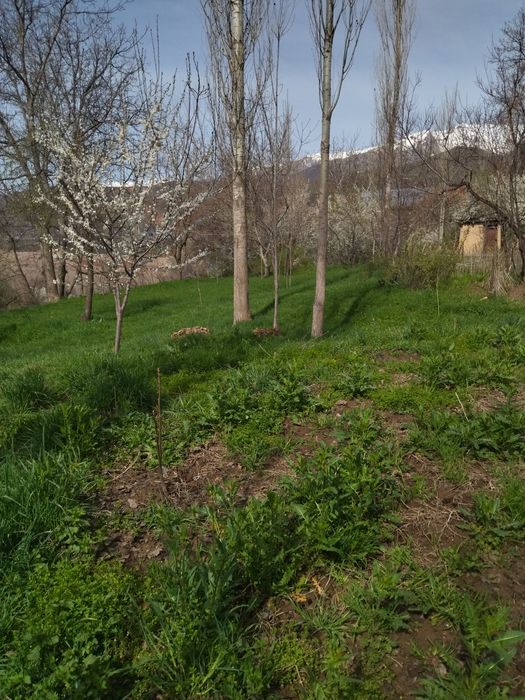 Yer bor srochka sotiladi