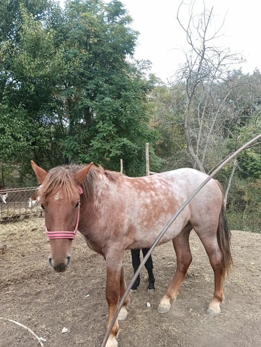 Vand manza de 1 an si 10 luni