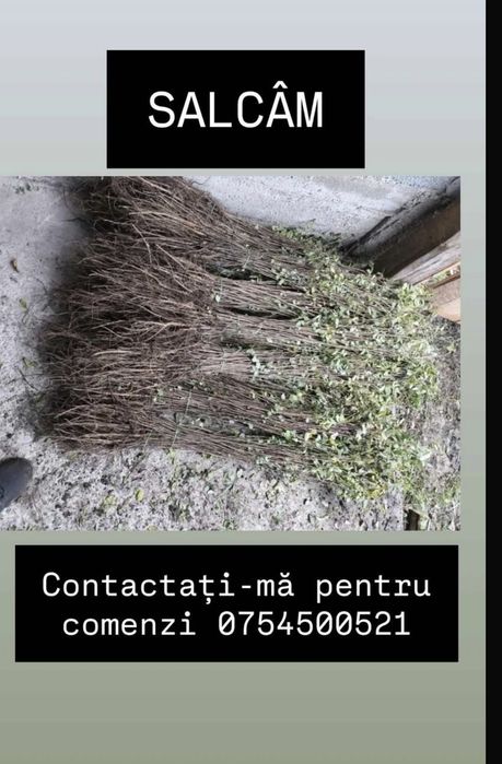 Puieți de salcâm la 30 bani