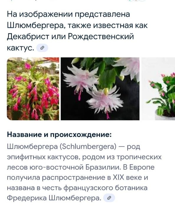 Комнатные растения.  Почти даром.