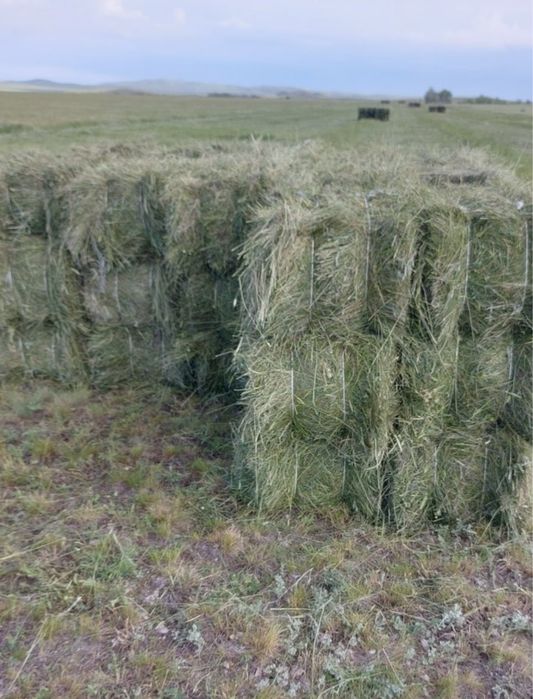 Продам сено,тюки,рулоны