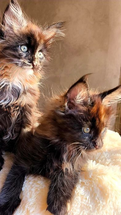 Шикарные ДЕВОЧКИ - мейн кун детки