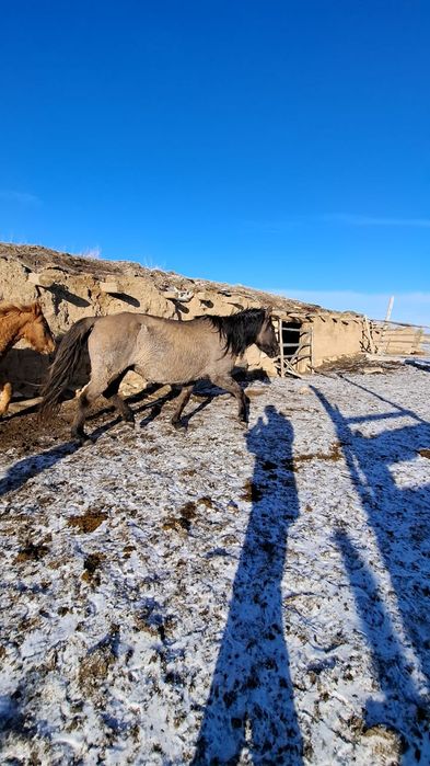 Улкен ту бие сатамын