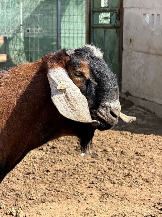 Vând țap Anglo Nubian cu pedigree