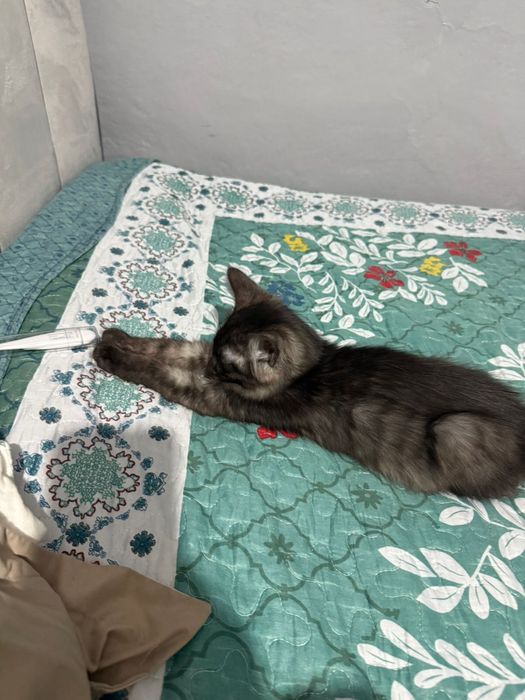 Отдам кошку даром в хорошие руки