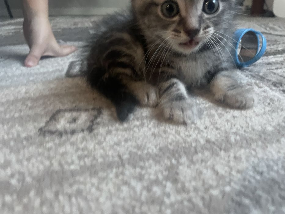 Бесплатно отдам КОТЯТ
