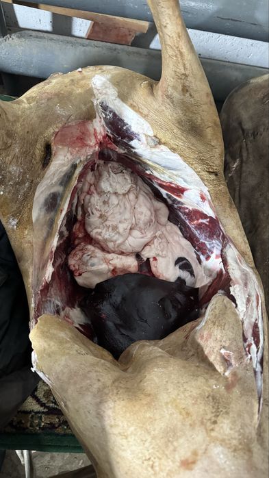 Уйтилген кой! Семиз