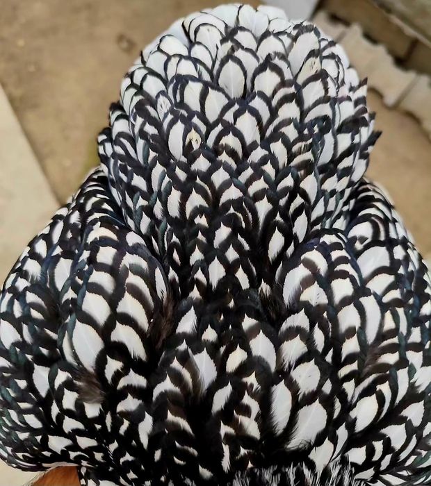 Виандот серебро на продажу