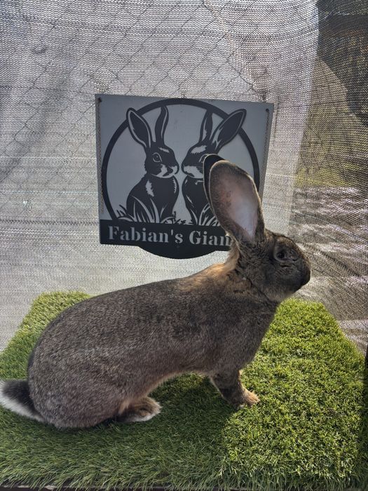 Mascul Urias German Gri Tatuat