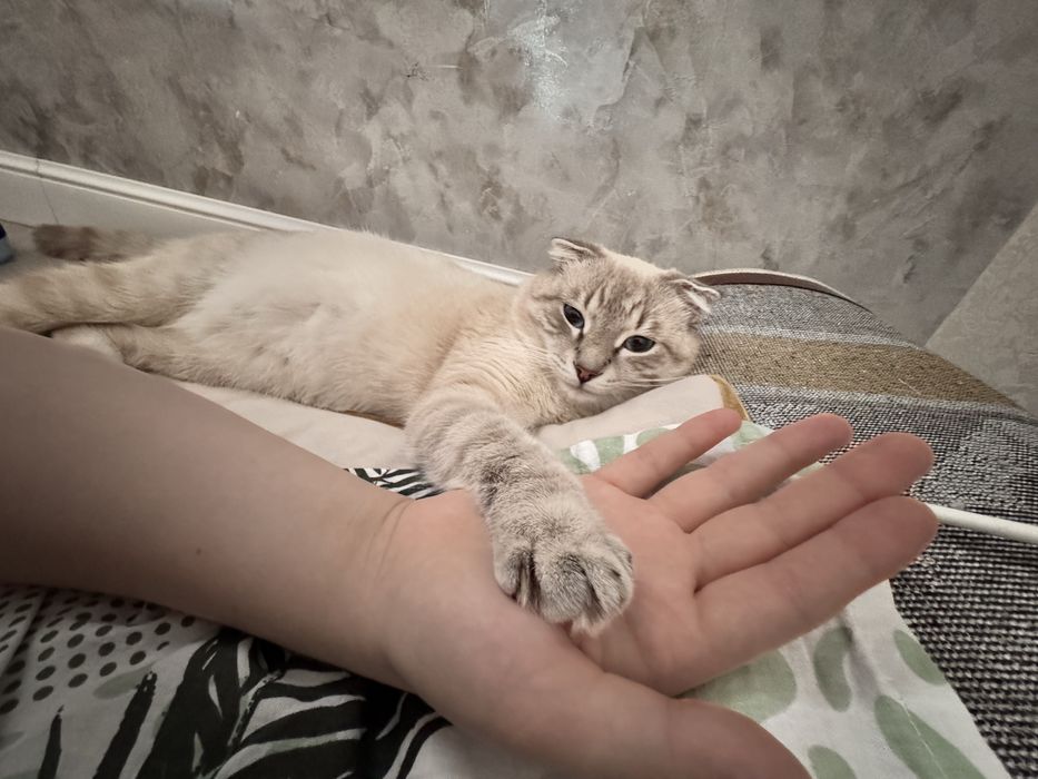 Продам кота (мальчик)