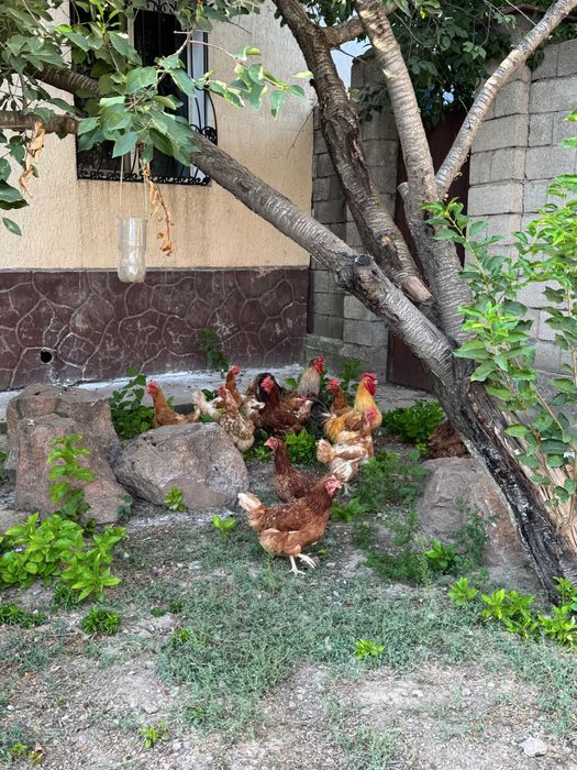 Курица животное