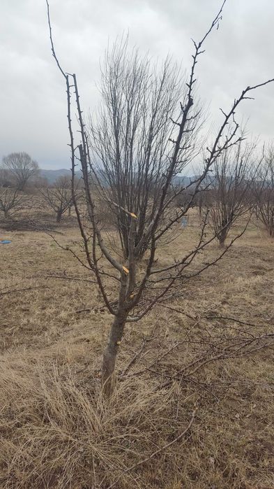 Резитба на овошки и декоративни растения