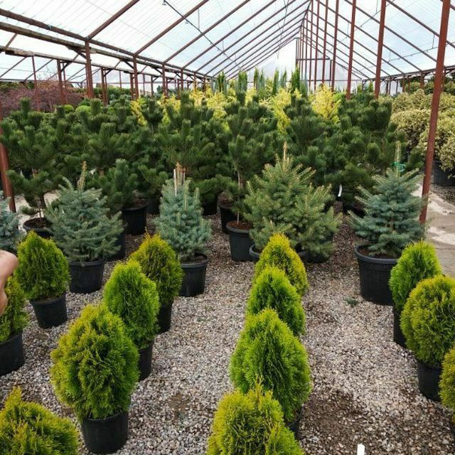 Gazon ekamiz  lanshaft qilamiz